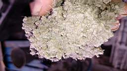 acastle
                              189250.jpg